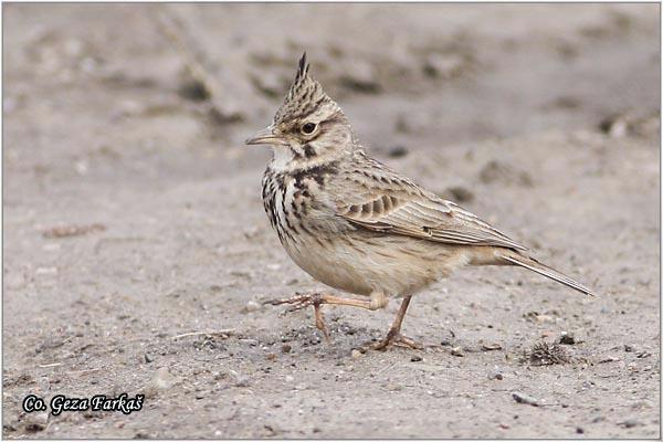 45_crested_lark.jpg - Crested lark, Galerida cristata, Æubasta ševa,   Mesto - Location, Banja Rusanda, Vojvodina, Serbia