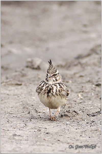 46_crested_lark.jpg - Crested lark, Galerida cristata, Æubasta ševa,   Mesto - Location, Banja Rusanda, Vojvodina, Serbia