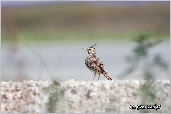 47_crested_lark.jpg - Crested lark, Galerida cristata, Cubasta seva,  Mesto - Location: Novi Sad, Vojvodina,  Serbia