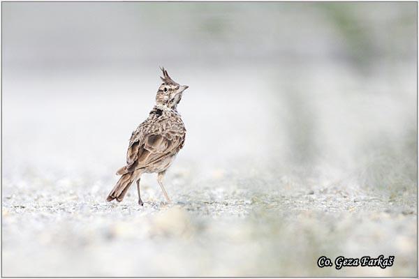 48_crested_lark.jpg - Crested lark, Galerida cristata, Cubasta seva,  Mesto - Location: Novi Sad, Vojvodina,  Serbia