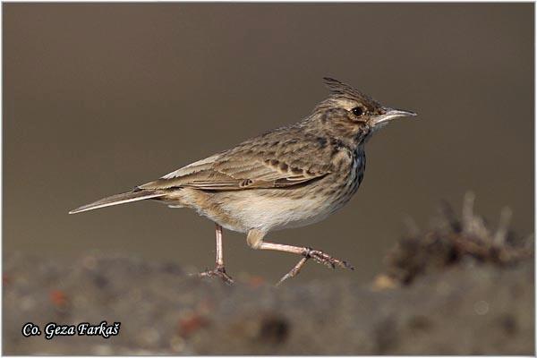 49_crested_lark.jpg - Crested lark, Galerida cristata, Cubasta ševa,  Mesto - Location: Novi Sad, Vojvodina,  Serbia