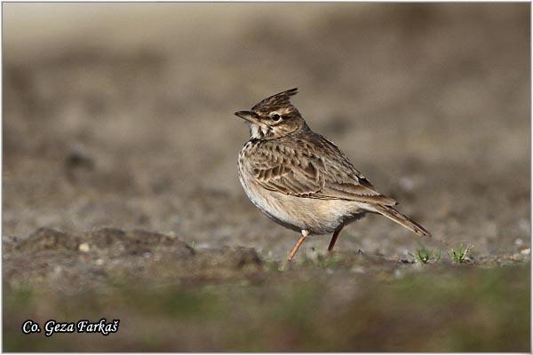 50_crested_lark.jpg - Crested lark, Galerida cristata, Cubasta ševa,  Mesto - Location: Novi Sad, Vojvodina,  Serbia