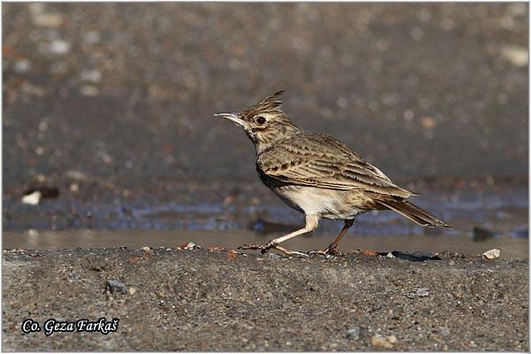 51_crested_lark.jpg - Crested lark, Galerida cristata, Cubasta ševa,  Mesto - Location: Novi Sad, Vojvodina,  Serbia