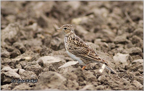 60_eurasian_skylark.jpg - Eurasian Skylark, Alauda arvensis, Poljska ševa, Mesto - Location: Slano kopovo, Serbia