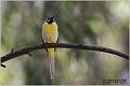 15_grey_wagtail