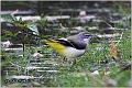 16_grey_wagtail