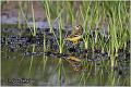 20_yellow_wagtail