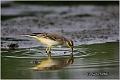 21_yellow_wagtail