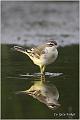 23_yellow_wagtail