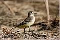 24_yellow_wagtail