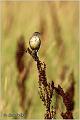 26_yellow_wagtail