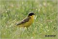 28_yellow_wagtail