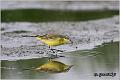 29_yellow_wagtail