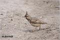 44_crested_lark