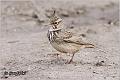 45_crested_lark