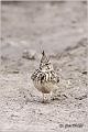 46_crested_lark