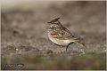 50_crested_lark