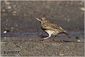 51_crested_lark