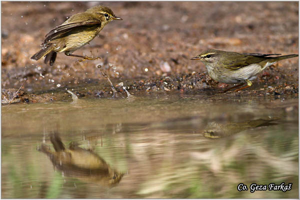 010_willow_warbler.jpg - Willow Warbler, Phylloscopus trochilus, Brezov zvidak,  Mesto - Location: Skiathos, Greece