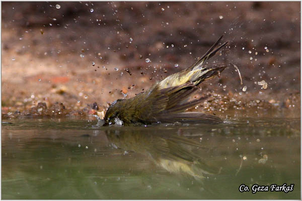 011_willow_warbler.jpg - Willow Warbler, Phylloscopus trochilus, Brezov zvidak,  Mesto - Location: Skiathos, Greece