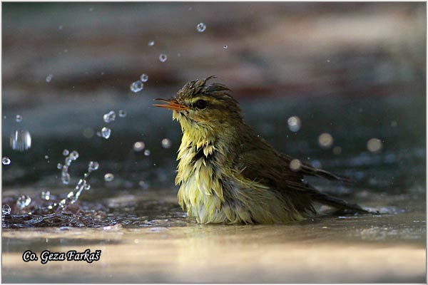 017_willow_warbler.jpg - Willow Warbler, Phylloscopus trochilus, Brezov zvidak,  Mesto - Location: Skiathos, Greece