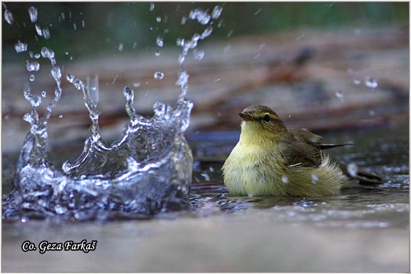 018_willow_warbler.jpg - Willow Warbler, Phylloscopus trochilus, Brezov zvidak,  Mesto - Location: Skiathos, Greece