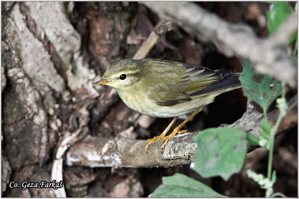 019_willow_warbler.jpg - Willow Warbler,  Phylloscopus trochilus, Brezov zvidak,   Mesto - Location: Futog, Serbia