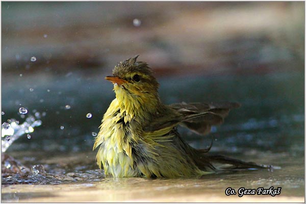 021_willow_warbler.jpg - Willow Warbler, Phylloscopus trochilus, Brezov zvidak,  Mesto - Location: Skiathos, Greece