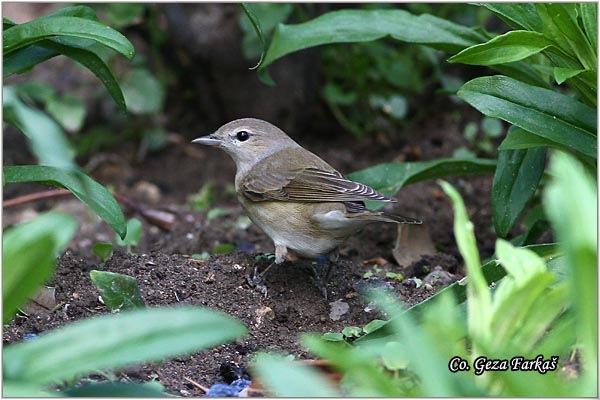 108_garden_warbler.jpg - Garden Warbler, Sylvia Borin, Siva grmusa, Mesto - Location: Cordoba, Spain