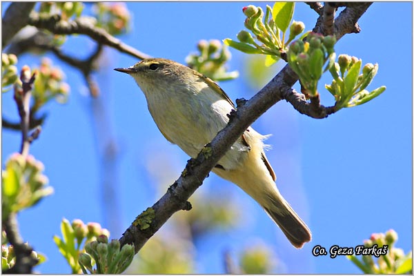 255_chiffchaff.jpg - Chiffchaff,  Phylloscopus collybita, Obièan zvidak  Mesto - Location: Jegrièka river Serbia