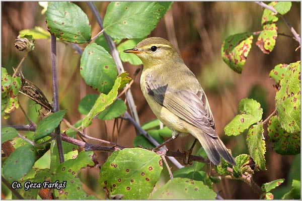 256_chiffchaff.jpg - Chiffchaff,  Phylloscopus collybita, Obican zvidak  Mesto - Location: Skhiatos, Greece