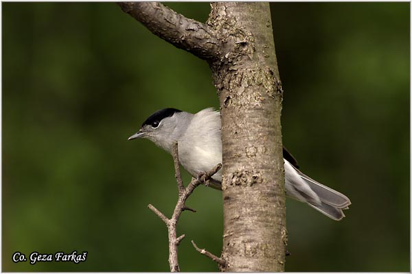 351_blackcap.jpg - Blackcap,  Sylvia atricapilla, Crnoglava grmua,   Mesto - Location: Fruka Gora, Serbia