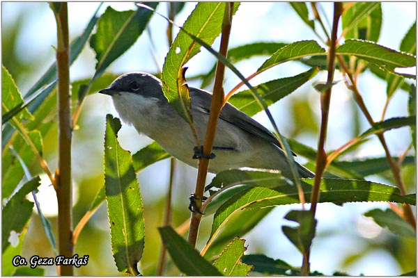 380_lesser_whitethroat.jpg - Lesser Whitethroat, Sylvia curruca, Grmua èevrljanka  Mesto - Location: Beèej, Serbia