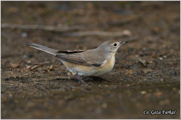 400_common_whitethroat.jpg - Common Whitethroat, Sylvia communis, Obièna grmua   Mesto - Location:   Skiathos, Greece