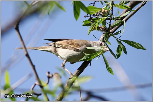 401_common_whitethroat.jpg - Common Whitethroat, Sylvia communis, Obièna grmua  Mesto - Location: Novi Sad, Serbia