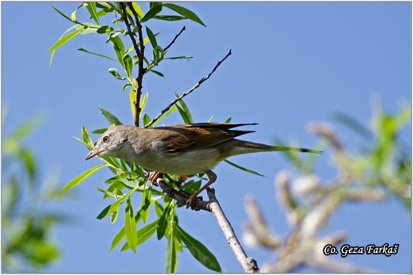 402_common_whitethroat.jpg - Common Whitethroat, Sylvia communis, Obièna grmua,  Mesto - Location: Novi Sad, Serbia