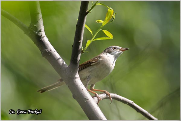 403_common_whitethroat.jpg - Common Whitethroat, Sylvia communis, Obièna grmua, Mesto - Location: Novi Sad, Serbia