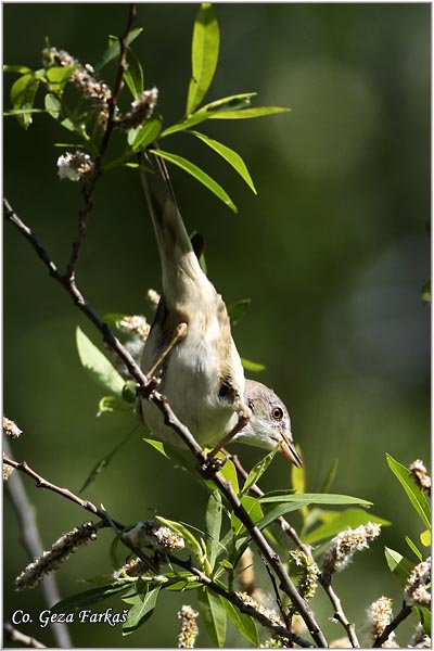 404_common_whitethroat.jpg - Common Whitethroat, Sylvia communis, Obièna grmua, Mesto - Location: Novi Sad, Serbia