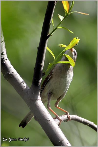 405_common_whitethroat.jpg - Common Whitethroat, Sylvia communis, Obièna grmua, Mesto - Location: Novi Sad, Serbia