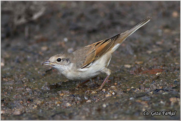 409_common_whitethroat.jpg - Common Whitethroat, Sylvia communis, Obièna grmua   Mesto - Location:   Skiathos, Greece