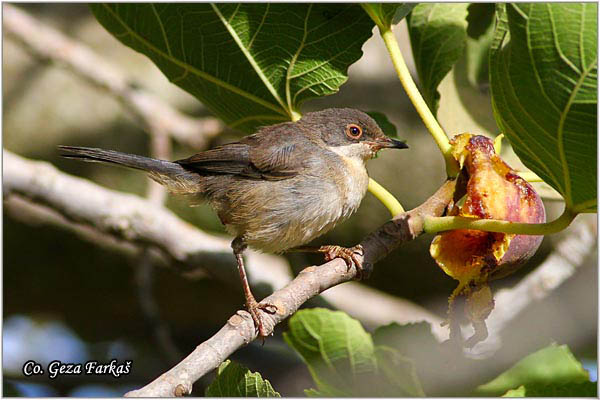 436_sardinian_warbler.jpg - Sardinian Warbler, Sylvia melanocephala,  Mesto - Location:   Skiathos, Greece