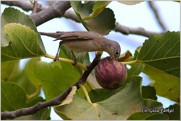 437_sardinian_warbler.jpg - Sardinian Warbler, Sylvia melanocephala,  Mesto - Location:   Skiathos, Greece