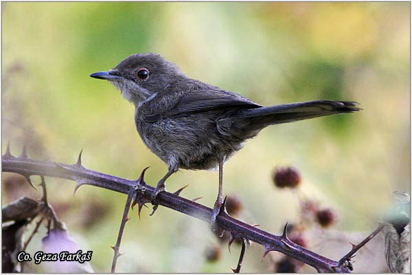 438_sardinian_warbler.jpg - Sardinian Warbler, Sylvia melanocephala,  Mesto - Location:   Skiathos, Greece