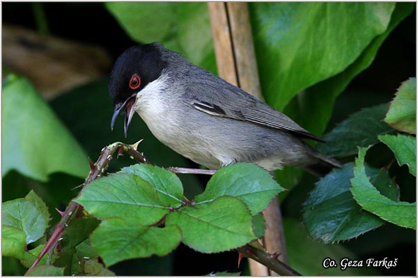 439_sardinian_warbler.jpg - Sardinian Warbler, Sylvia melanocephala,  Mesto - Location: Granada, Spain