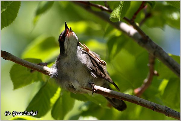 440_sardinian_warbler.jpg - Sardinian Warbler, Sylvia melanocephala,  Mesto - Location: Granada, Spain