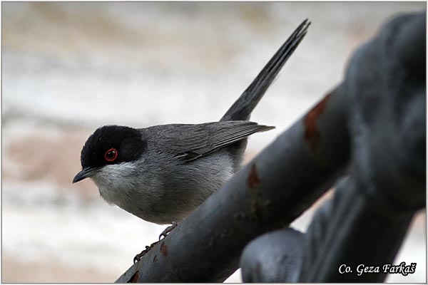 442_sardinian_warbler.jpg - Sardinian Warbler, Sylvia melanocephala,  Mesto - Location: Granada, Spain