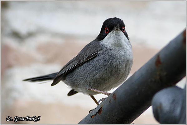 443_sardinian_warbler.jpg - Sardinian Warbler, Sylvia melanocephala,  Mesto - Location: Granada, Spain