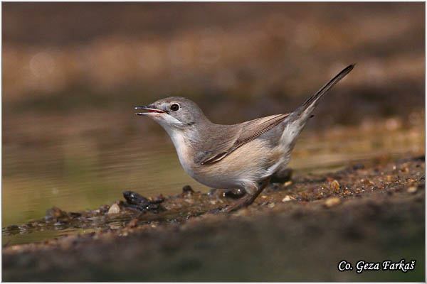 444_sardinian_warbler.jpg - Sardinian Warbler, Sylvia melanocephala,  Mesto - Location:   Skiathos, Greece