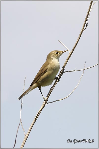500_eurasian_reed_warbler.jpg - Eurasian reed warbler,  Acrocephalus scirpaceus, trstenjak cvrkutic  Mesto - Location: Futog, Serbia