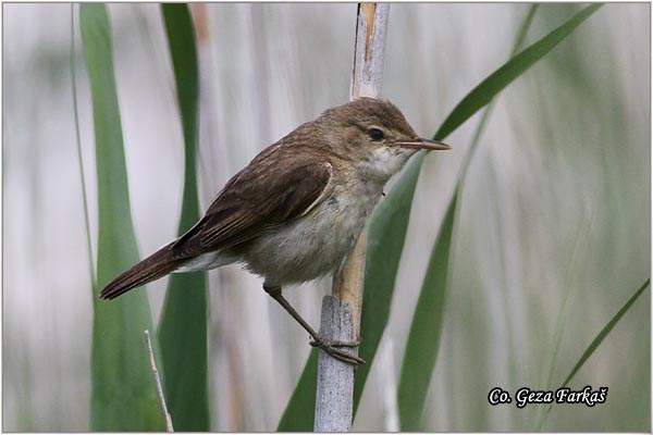 501_eurasian_reed_warbler.jpg - Eurasian reed warbler,  Acrocephalus scirpaceus, trstenjak cvrkutic  Mesto - Location: Jegricka, Serbia